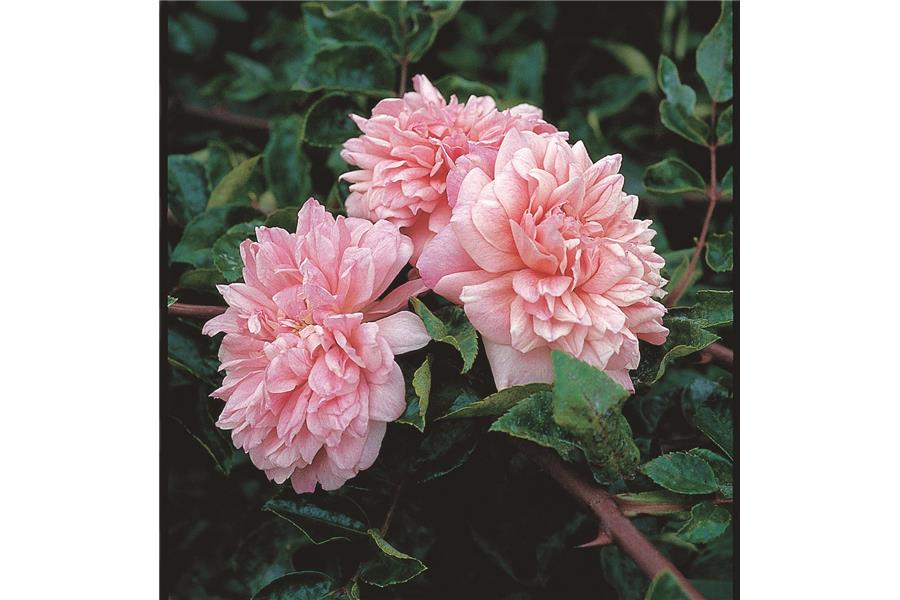 Rose Paul Transon